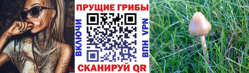 Галлюциногенные грибы прущие грибы  Ессентукская 